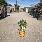 Muchovník jelšolistý (Amelanchier alnifolia) ´SASKATOON BERRY ´®- výška 40-60 cm, kont C4L 